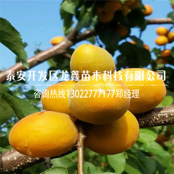 新品種金太陽杏苗什么價格、