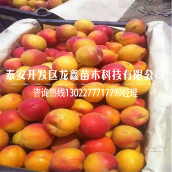 2018白杏杏树苗新品种、