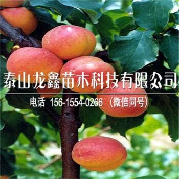 2018年1年杏树苗栽培技术、