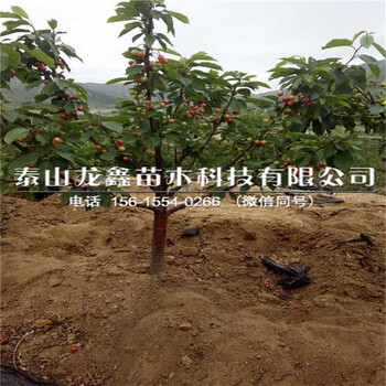 山東吉塞拉5號(hào)價(jià)格、吉塞拉5號(hào)價(jià)格低