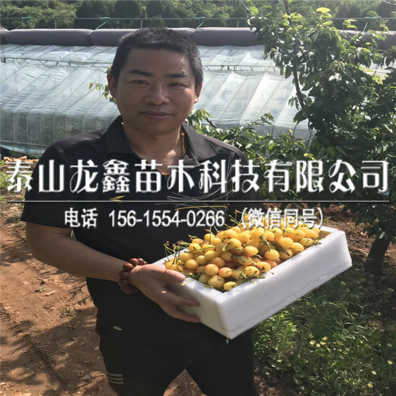 附近5公分車?yán)遄訕涿鐑r格、5公分車?yán)遄訕涿缫恢甓嗌馘X