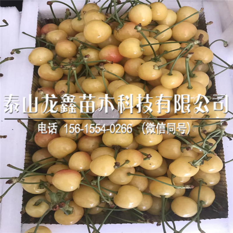 哪里有吉塞拉6號多少錢.吉塞拉6號多少錢賣