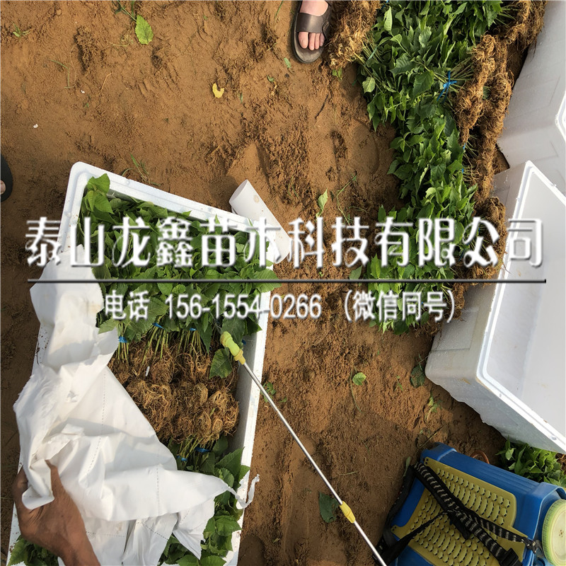 附近吉塞拉12號價格、吉塞拉12號哪里有賣的