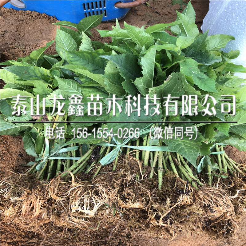 2018年5公分車?yán)遄訕涿鐑r(jià)格、5公分車?yán)遄訕涿绯鍪蹎蝺r(jià)