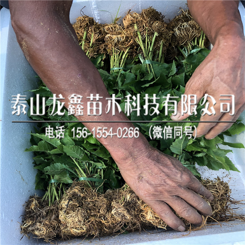 吉塞拉6號(hào)價(jià)格、吉塞拉6號(hào)包郵價(jià)格