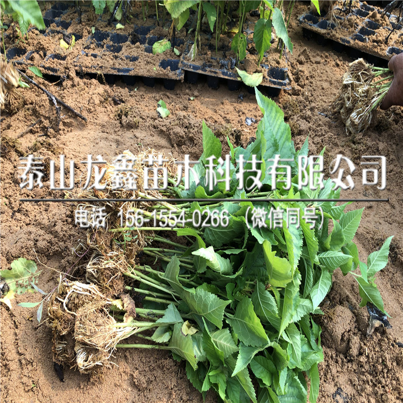 2019年吉塞拉12號基地、吉塞拉12號培育基地