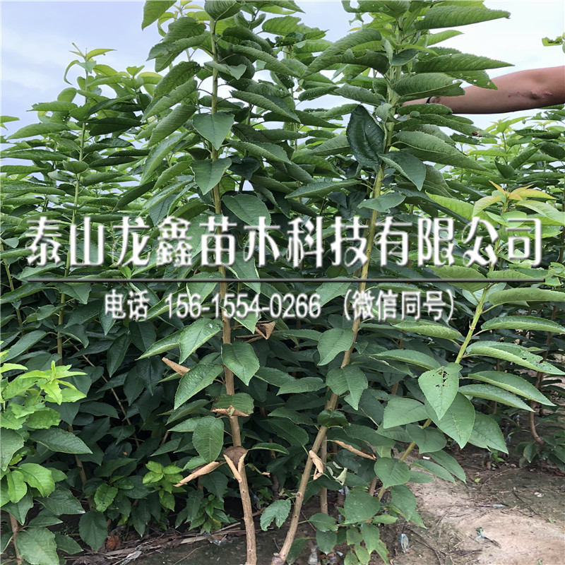 吉塞拉6號(hào)價(jià)格、吉塞拉6號(hào)價(jià)格低.