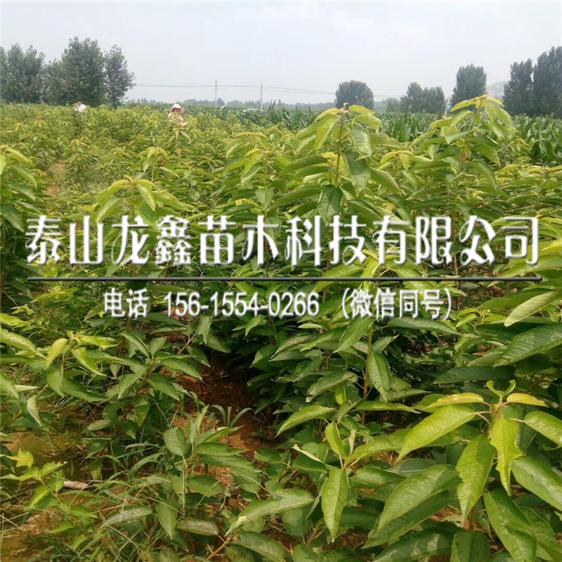 新品種吉塞拉5號價格、吉塞拉5號產(chǎn)地在哪里呀
