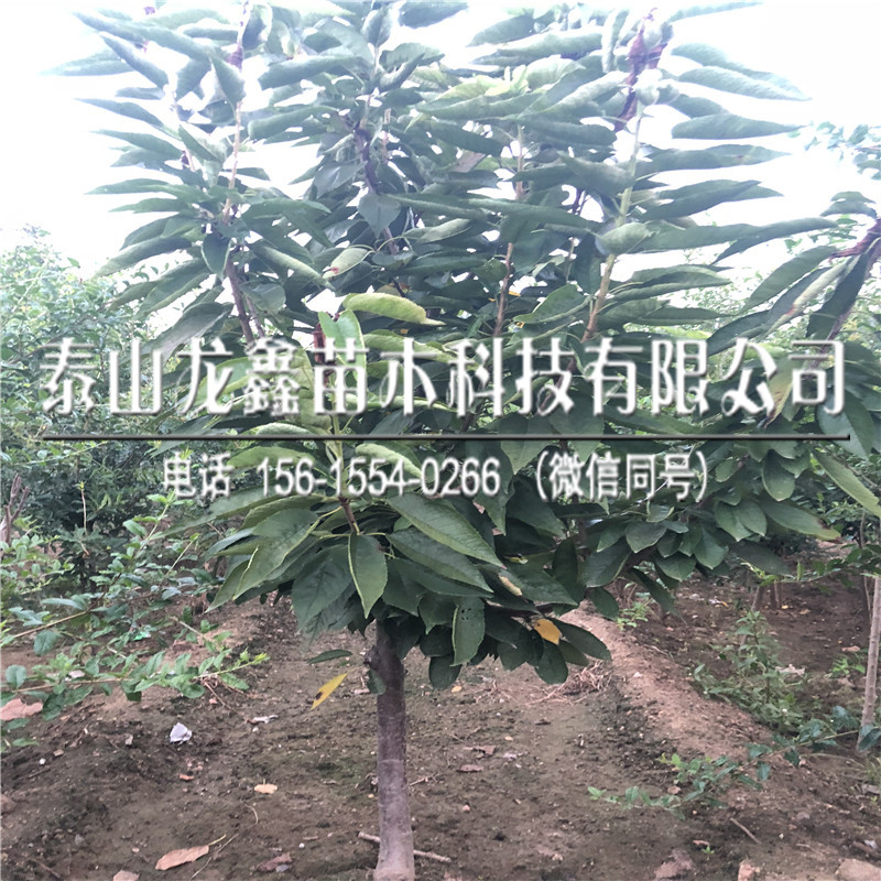 新品種吉塞拉12號價格、吉塞拉12號怎么種