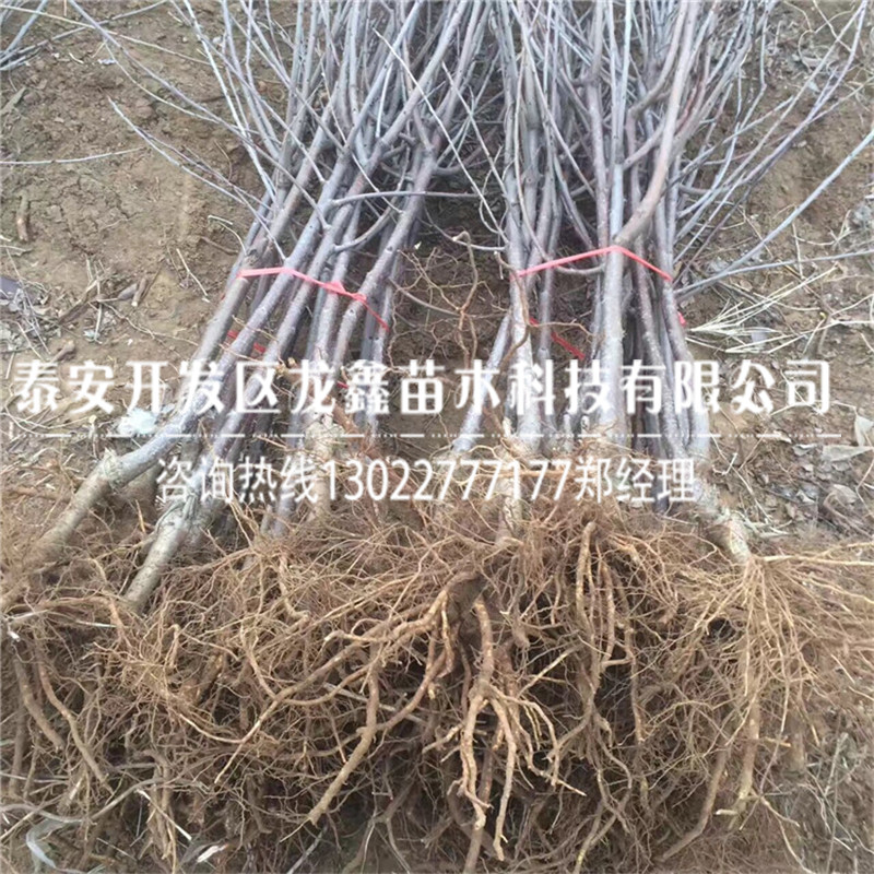 2019年吉塞拉6號價格、吉塞拉6號什么價格