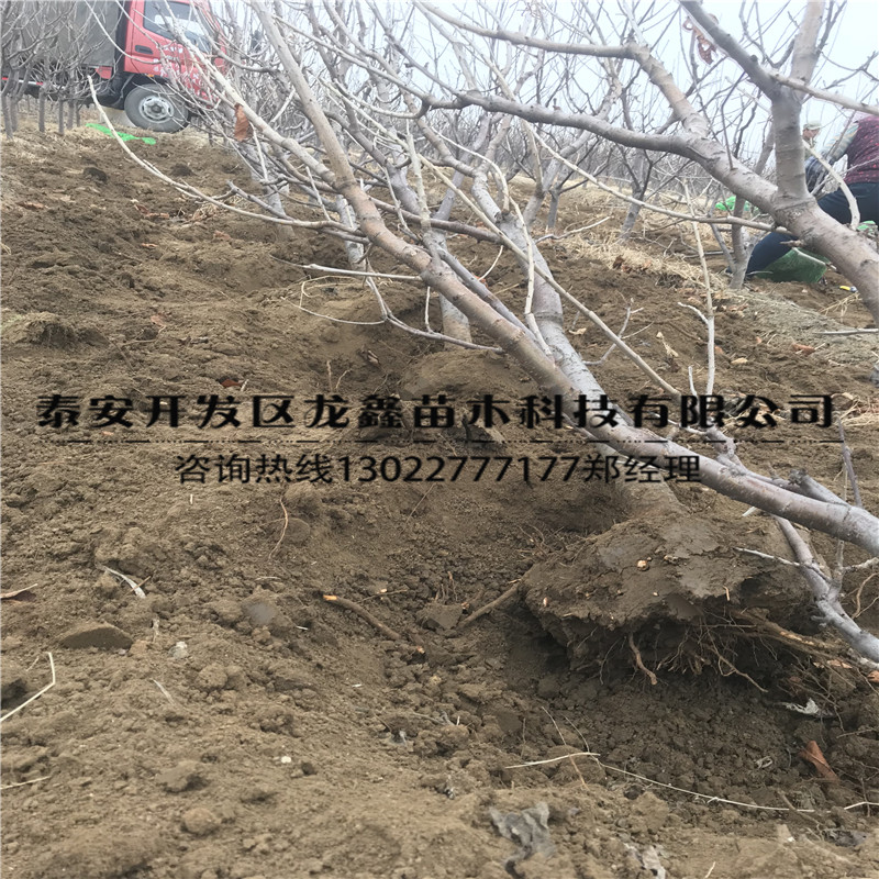 今年吉塞拉12號(hào)價(jià)格、吉塞拉12號(hào)哪里出售