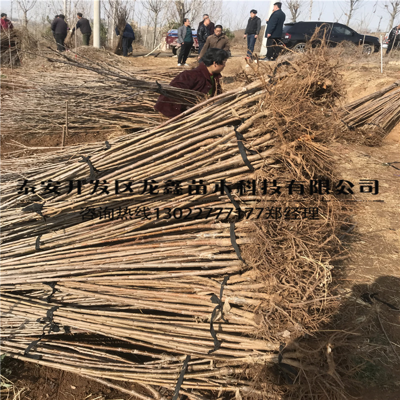 吉塞拉6號價格、吉塞拉6號出售價格.