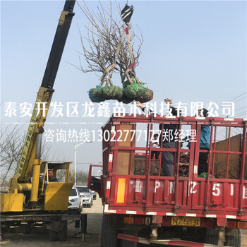 5公分車(chē)?yán)遄訕?shù)苗.5公分車(chē)?yán)遄訕?shù)苗上車(chē)價(jià)格.