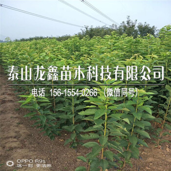 2018年吉塞拉12號(hào)價(jià)格、吉塞拉12號(hào)上車價(jià)格