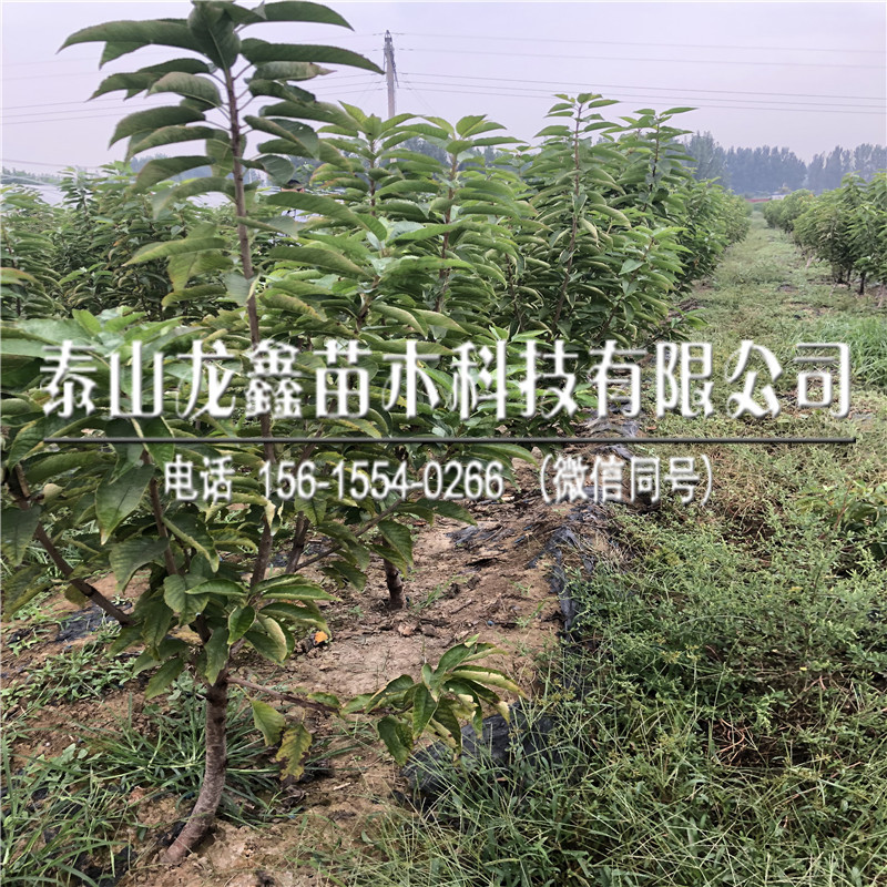 2018年吉塞拉5號價格、吉塞拉5號產(chǎn)量多少