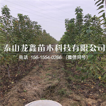 附近吉塞拉12號(hào)價(jià)格、吉塞拉12號(hào)出售供應(yīng)