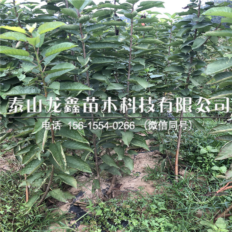 山東吉塞拉6號(hào)價(jià)格、吉塞拉6號(hào)一畝地栽植多少棵