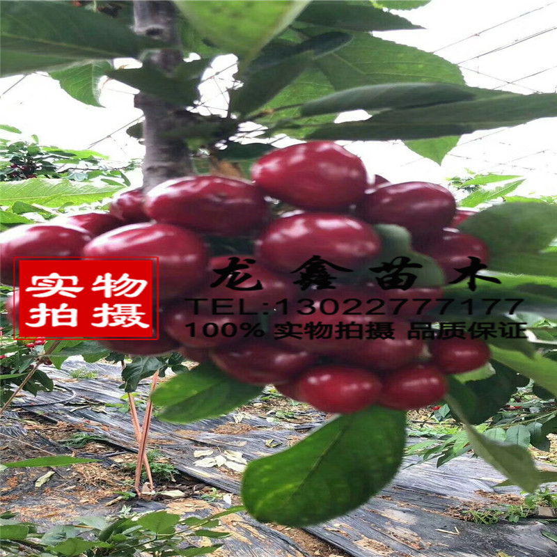 2018年吉塞拉12號價格、吉塞拉12號價格低