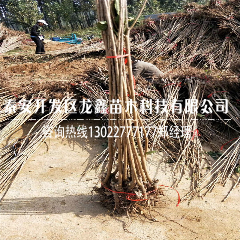 哪里有吉塞拉6號(hào)價(jià)格、吉塞拉6號(hào)銷售價(jià)格