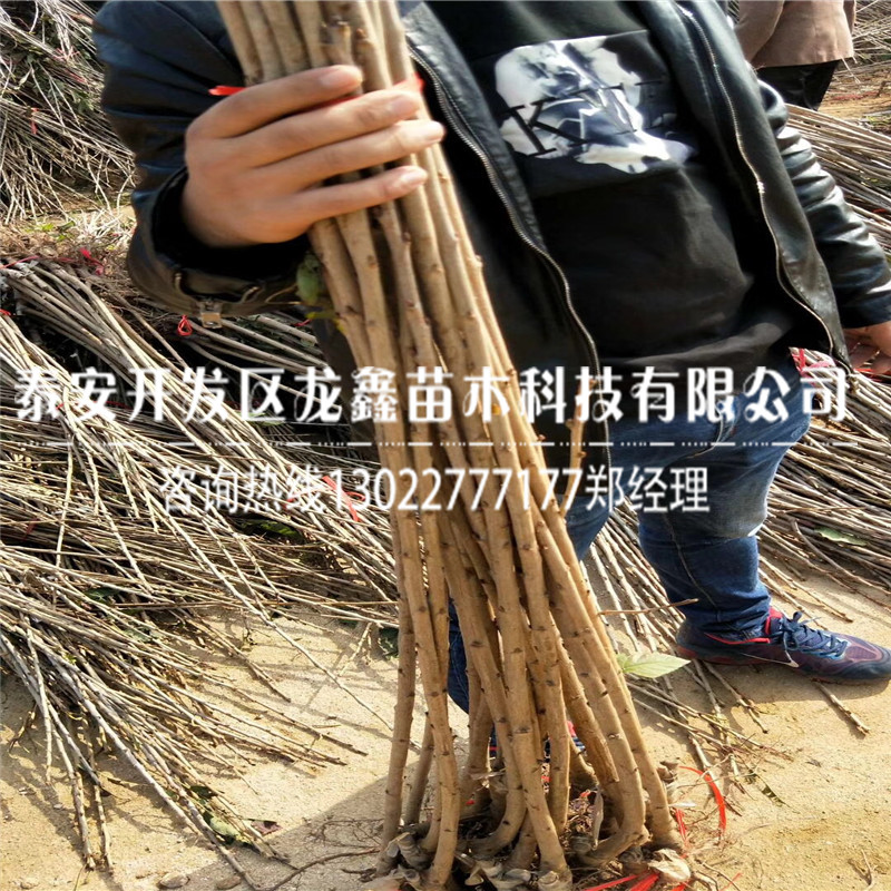 2018年吉塞拉6號(hào)價(jià)格、吉塞拉6號(hào)一株多少錢