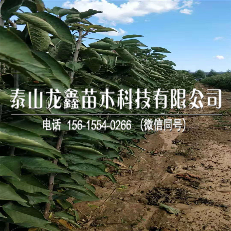 2019年吉塞拉6號(hào)價(jià)格、吉塞拉6號(hào)購(gòu)買(mǎi)價(jià)格