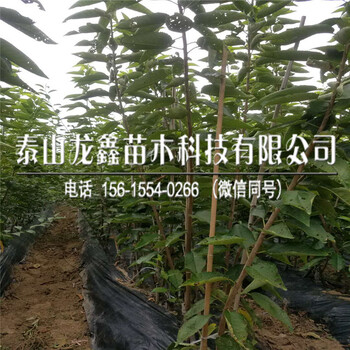 2018年吉塞拉12號價格、吉塞拉12號批發單價