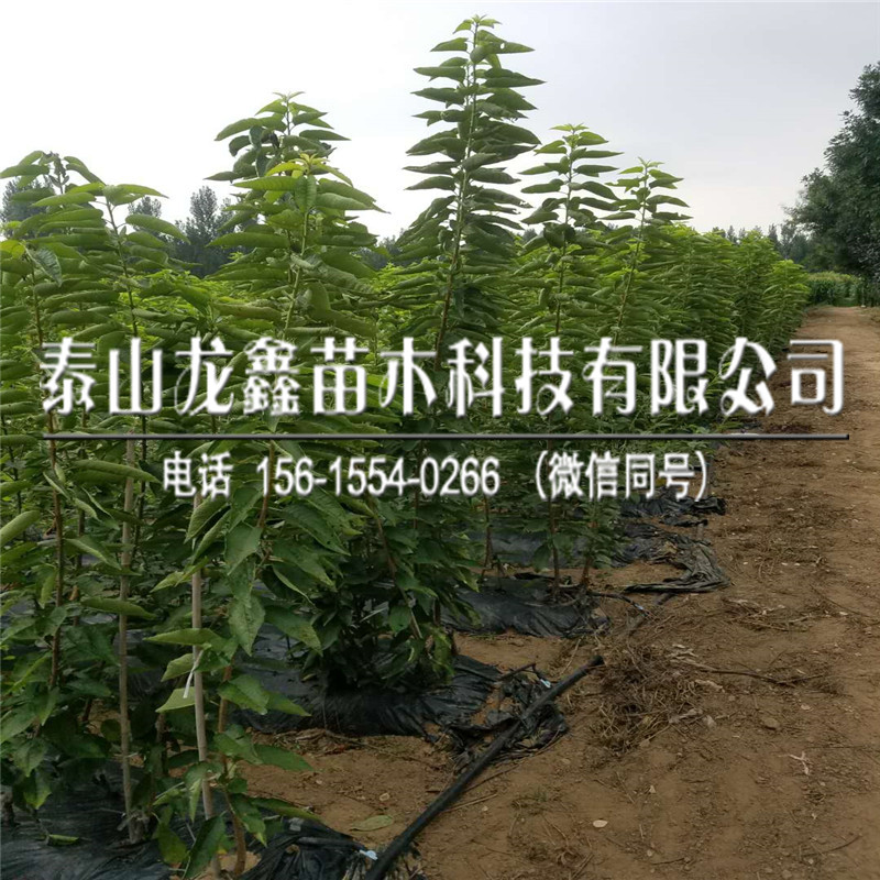 2019年吉塞拉6號(hào)價(jià)格、吉塞拉6號(hào)出售價(jià)格是多少