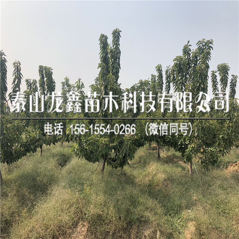 山東吉塞拉5號(hào)價(jià)格、吉塞拉5號(hào)銷(xiāo)售價(jià)格