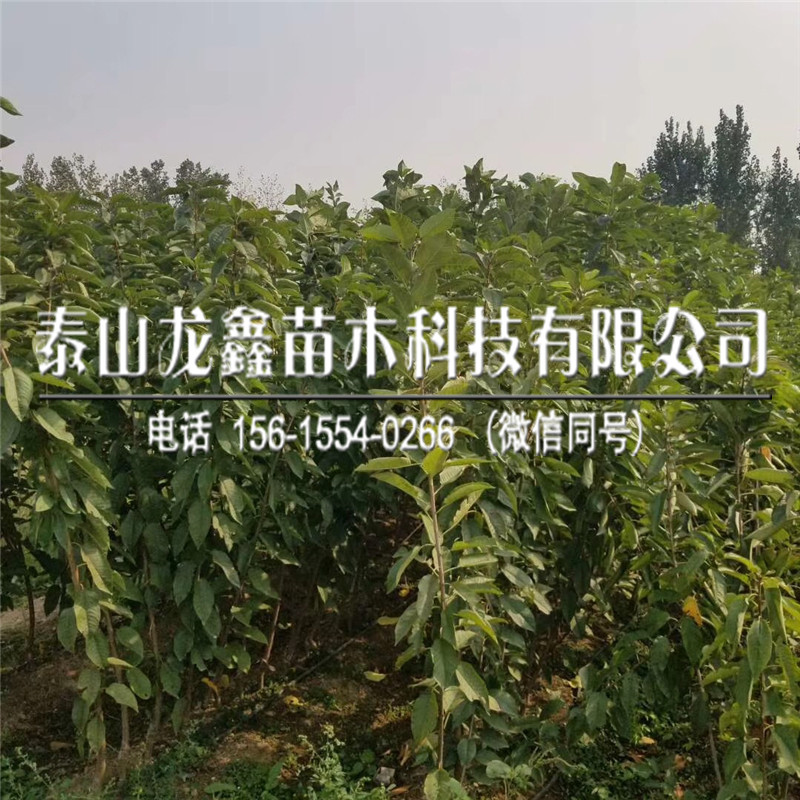 吉塞拉5號(hào)基地.吉塞拉5號(hào)基地供應(yīng)