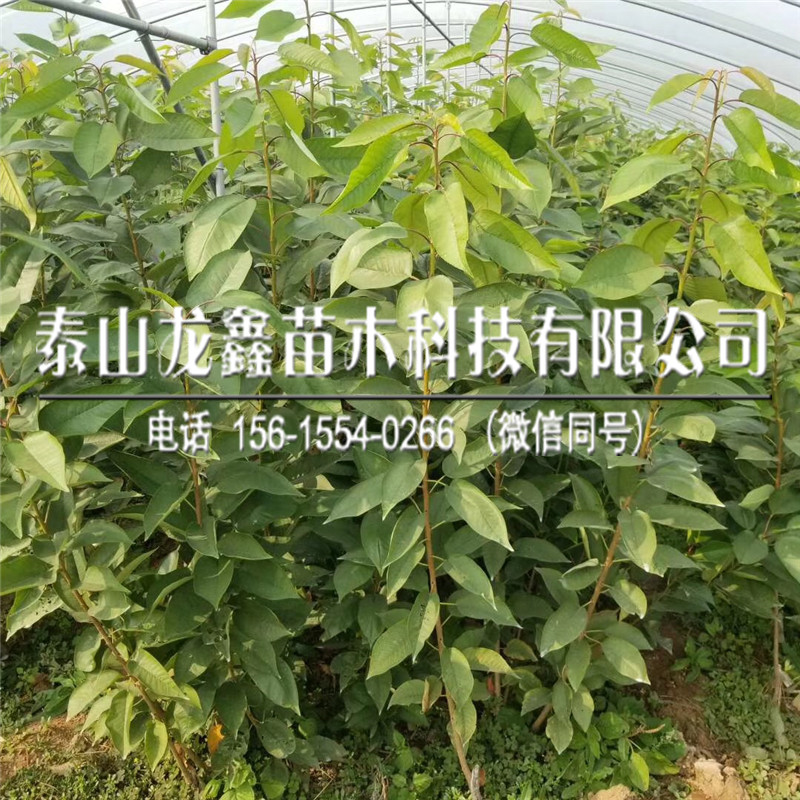 山東吉塞拉6號(hào)價(jià)格、吉塞拉6號(hào)一畝地栽植多少棵