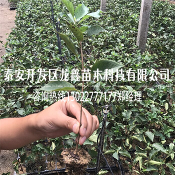 吉塞拉5號(hào).吉塞拉5號(hào)什么品種好.