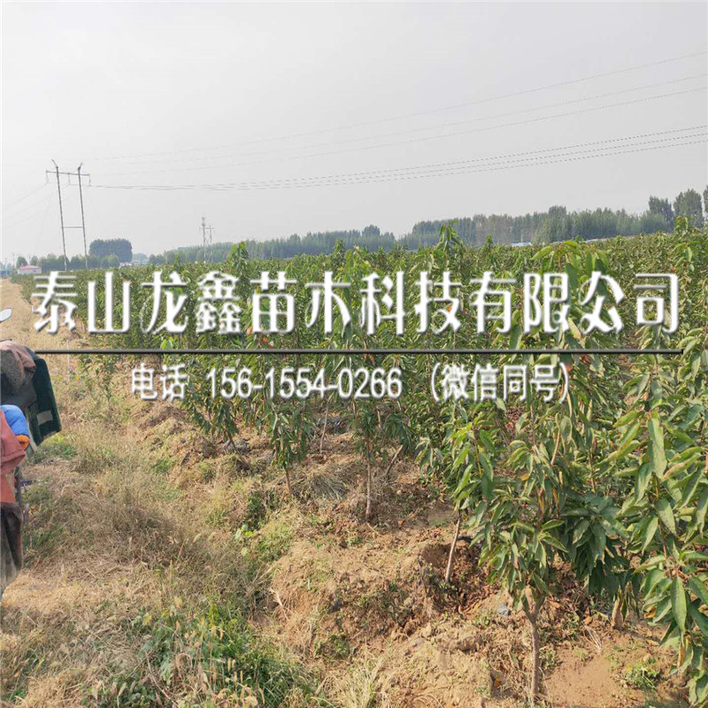 今年吉塞拉6號價(jià)格、吉塞拉6號一畝地栽植多少棵
