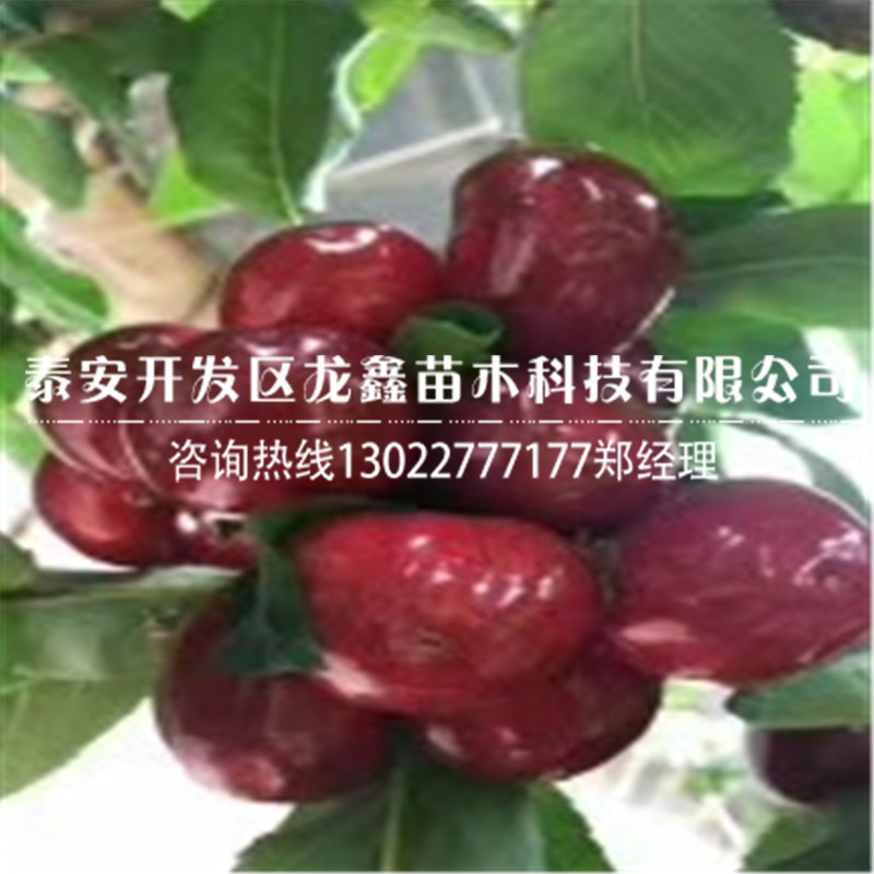新品種吉塞拉6號多少錢.吉塞拉6號多少錢價格