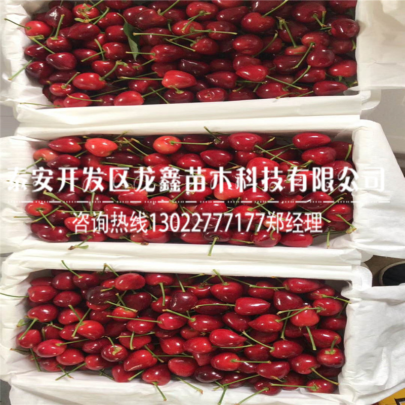 蘭丁2號價格、蘭丁2號產量多少.