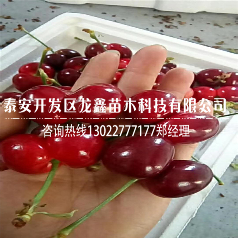 新品種蘭丁2號價格、蘭丁2號一株多少錢