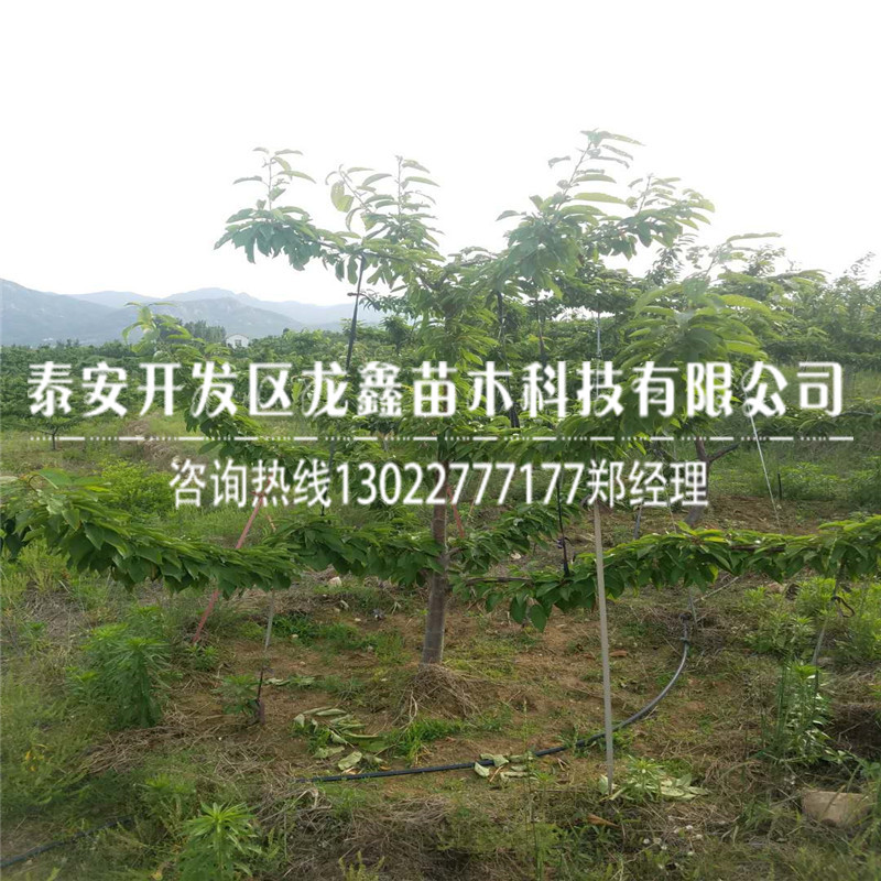 2019年蘭丁2號(hào)基地、蘭丁2號(hào)基地出售