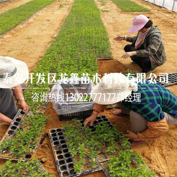新品種吉塞拉12號(hào)價(jià)格、吉塞拉12號(hào)產(chǎn)地在哪里呀