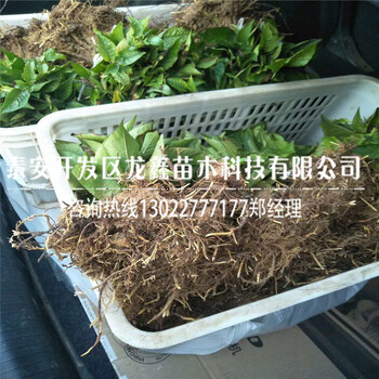 哪里有吉塞拉5號(hào)價(jià)格、吉塞拉5號(hào)批發(fā)價(jià)格多少