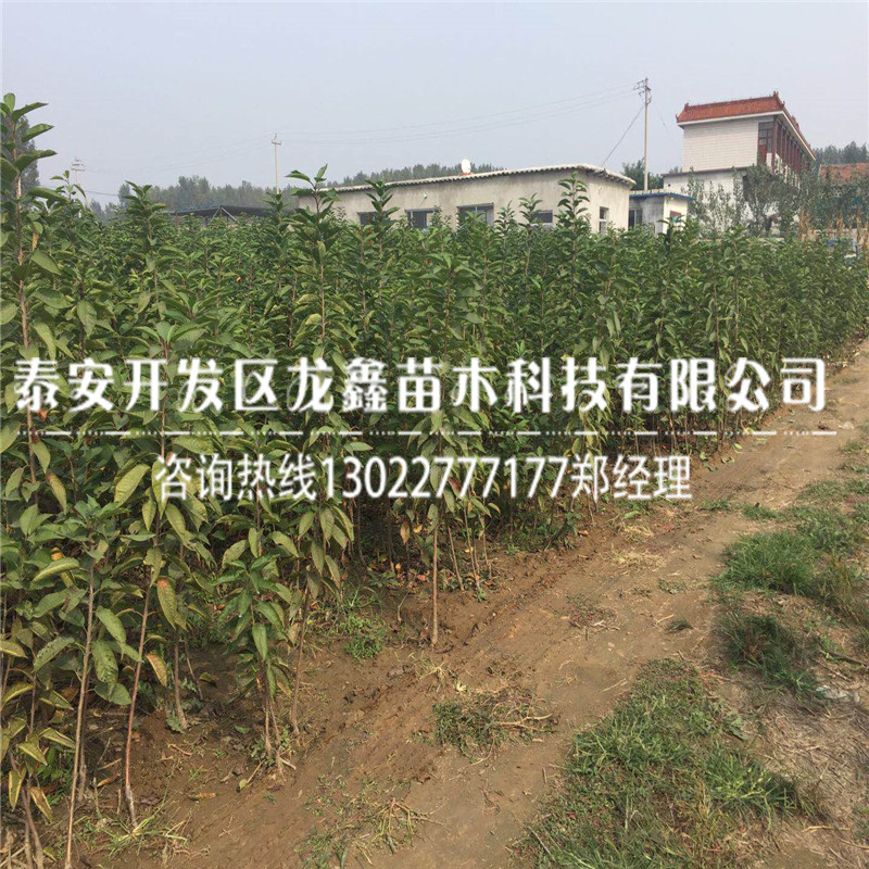 哪里有吉塞拉6號(hào)價(jià)格、吉塞拉6號(hào)銷售價(jià)格