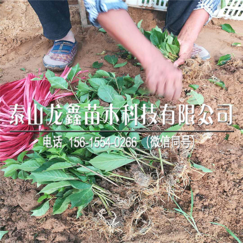 2019吉塞拉6號(hào)價(jià)格、吉塞拉6號(hào)產(chǎn)量多少