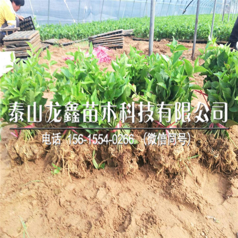 哪里有吉塞拉6號(hào)價(jià)格、吉塞拉6號(hào)銷售價(jià)格
