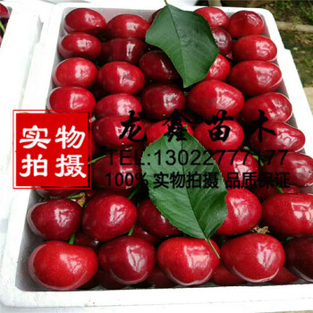 今年蘭丁2號(hào)價(jià)格、蘭丁2號(hào)簡(jiǎn)介