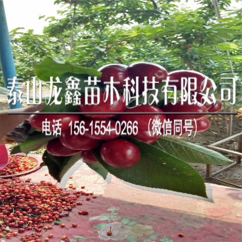 2019蘭丁2號(hào)價(jià)格、蘭丁2號(hào)出售基地