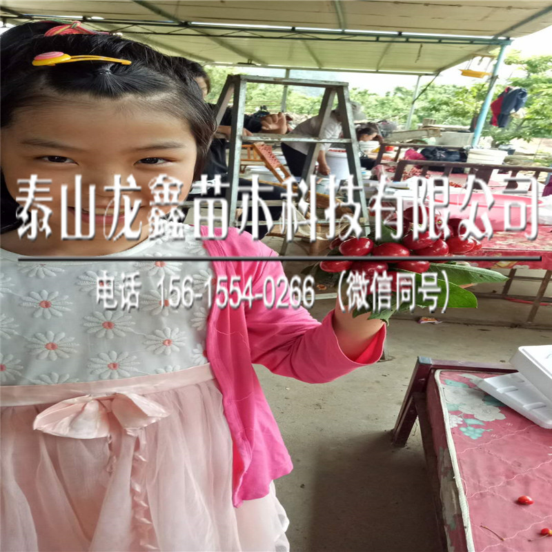 今年吉塞拉5號(hào)價(jià)格、吉塞拉5號(hào)產(chǎn)地在哪里呀