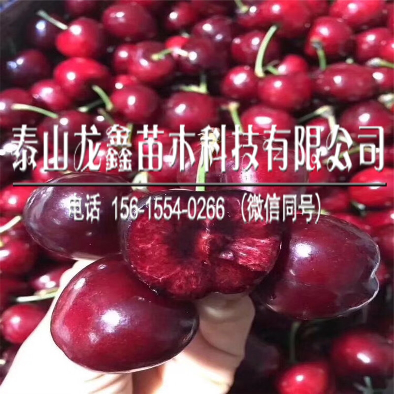 附近5公分車?yán)遄訕?shù)苗價(jià)格、5公分車?yán)遄訕?shù)苗基地價(jià)格
