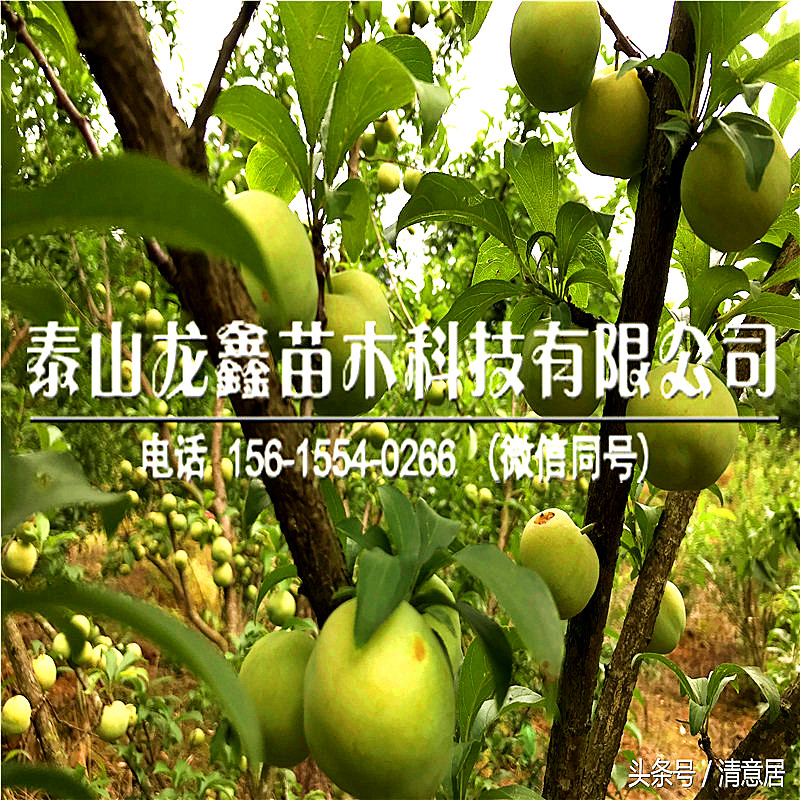 恐龍蛋李子樹苗什么價(jià)格、恐龍蛋李子樹苗什么價(jià)格