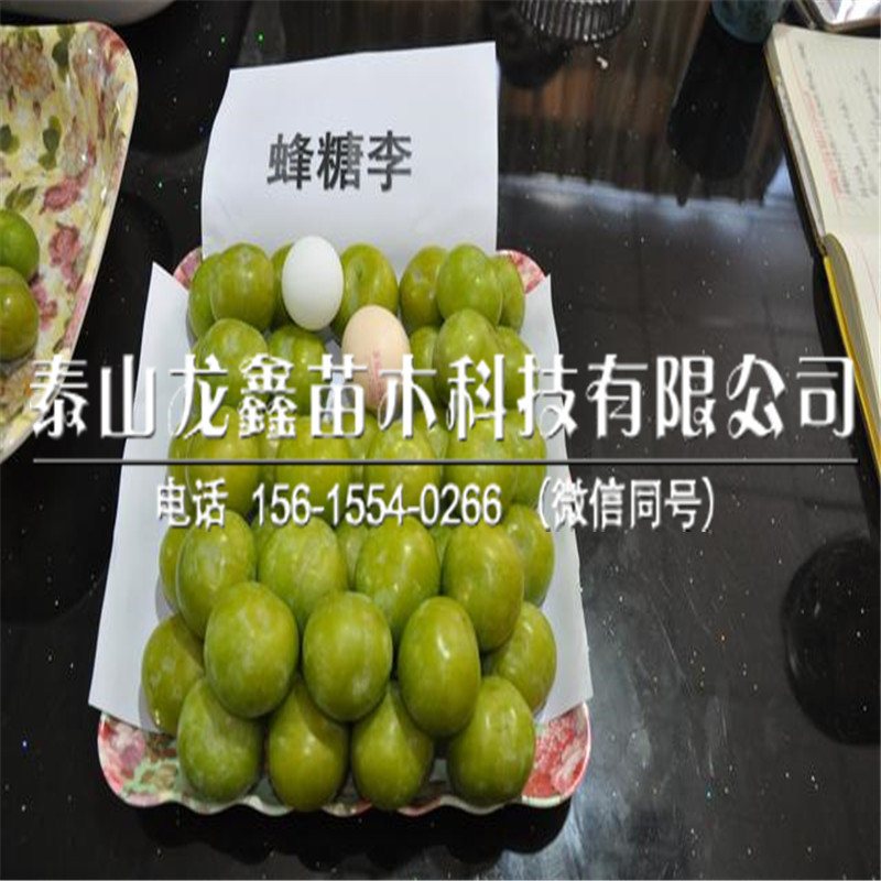 味帝李子苗多少錢？味帝李子苗多少錢？