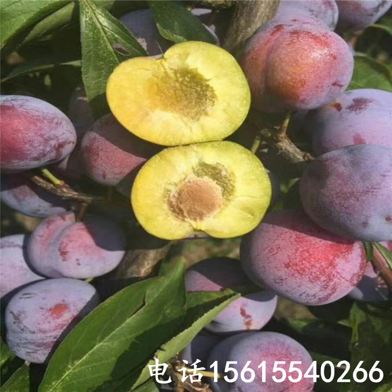 2019青脆李子苗怎么種、青脆李子苗怎么種