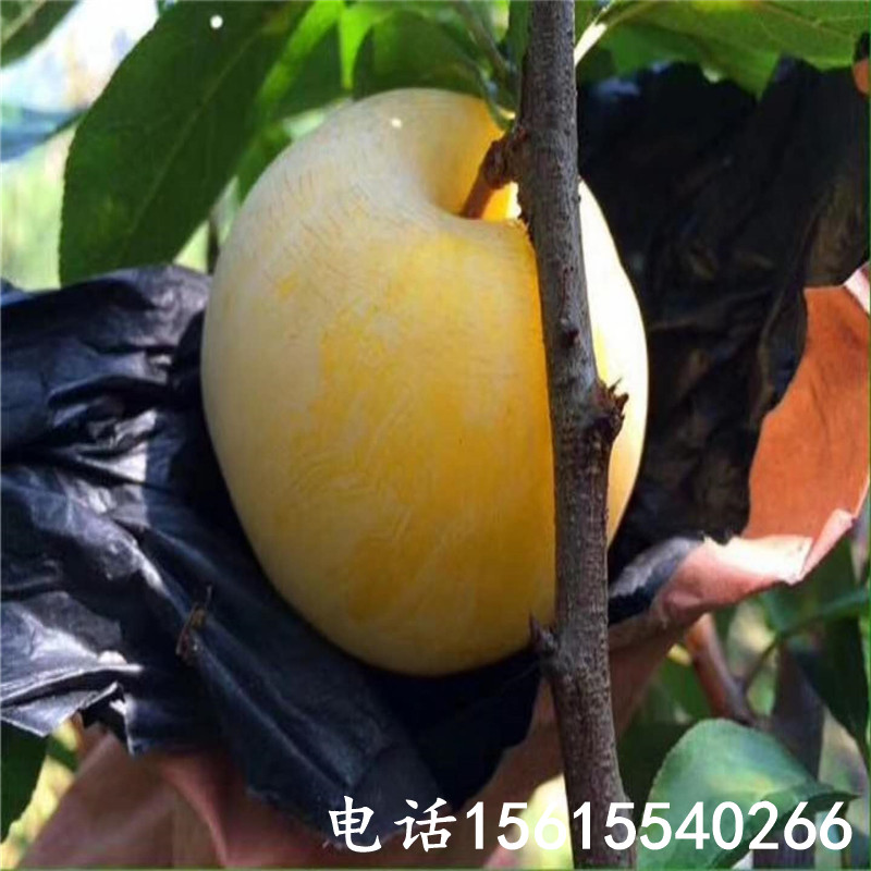 2019青脆李子苗出售價位、青脆李子苗出售價位