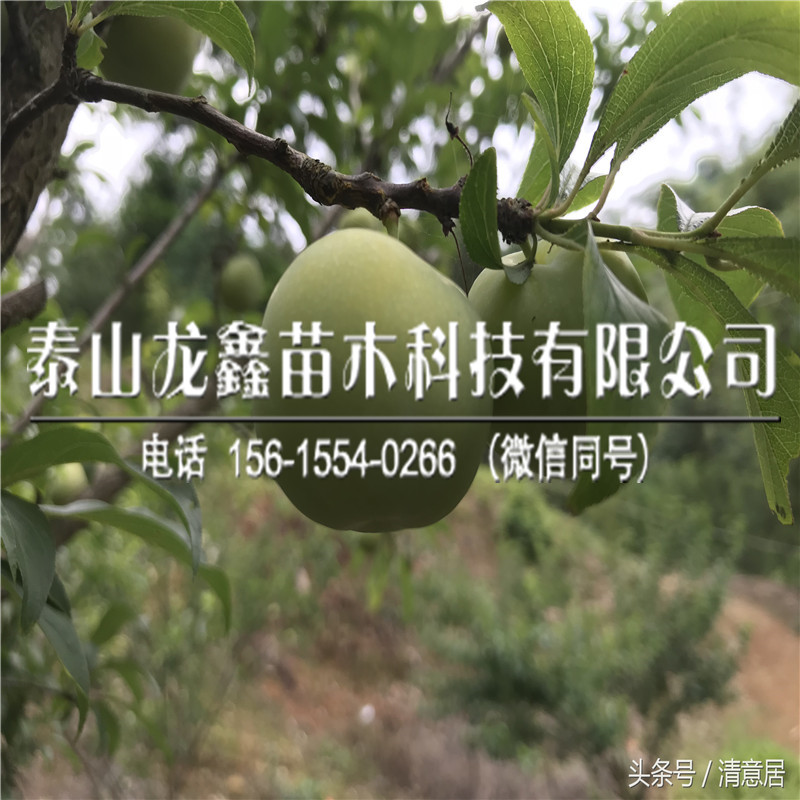 哪里有黑寶石李子苗產地在哪里呀、黑寶石李子苗產地在哪里呀